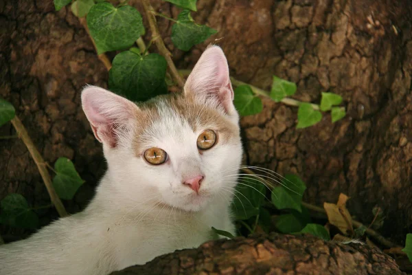 Молодой кот на дереве на Крите — стоковое фото