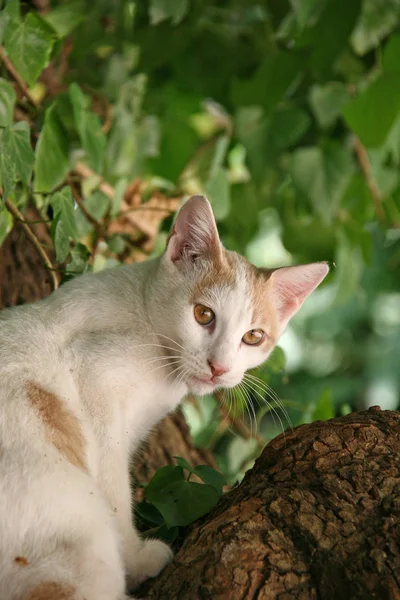 Ung katt i ett träd på Kreta — Stockfoto