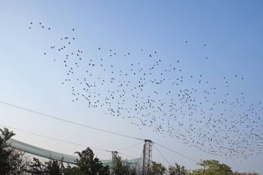 Vente 'de kuşlar göç ediyor.