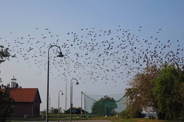 Birds migration in Vente