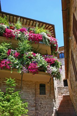 Assisi, İtalya 'da çiçekler