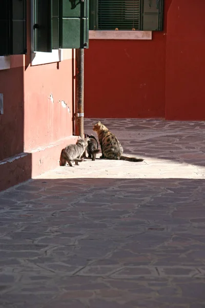 Chats dans l'île de Burano — Photo