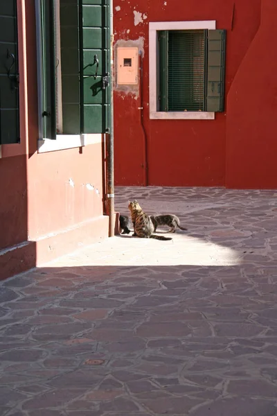 Katter på ön Burano — Stockfoto