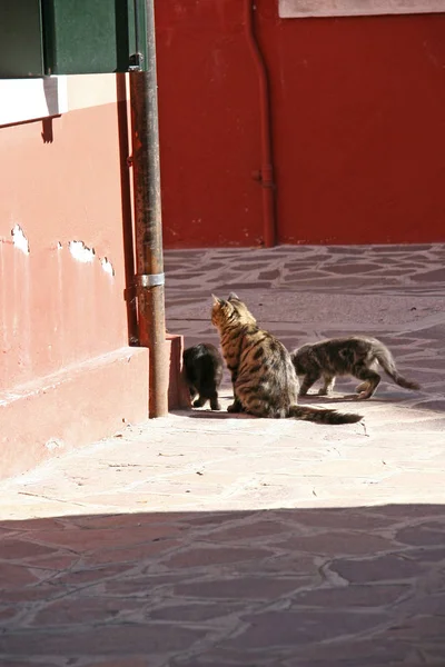 Кошки на острове Бурано — стоковое фото