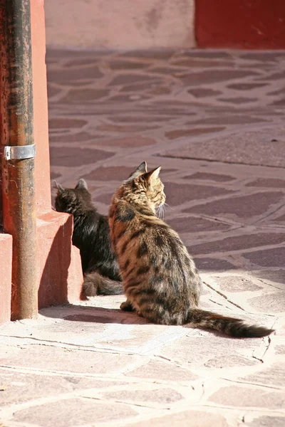 Katter på ön Burano — Stockfoto