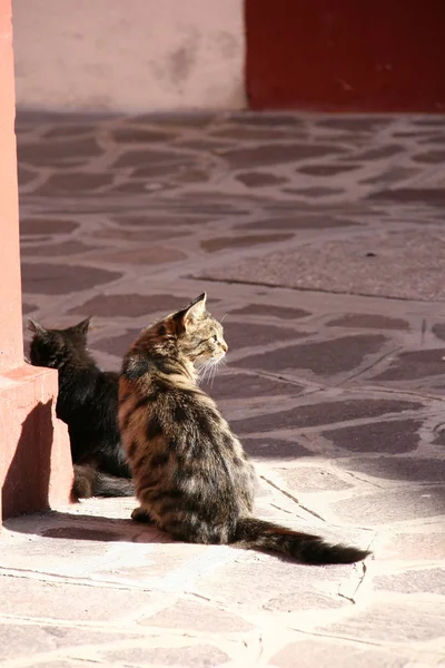 Кошки на острове Бурано — стоковое фото