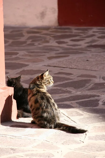 Burano adasında kediler