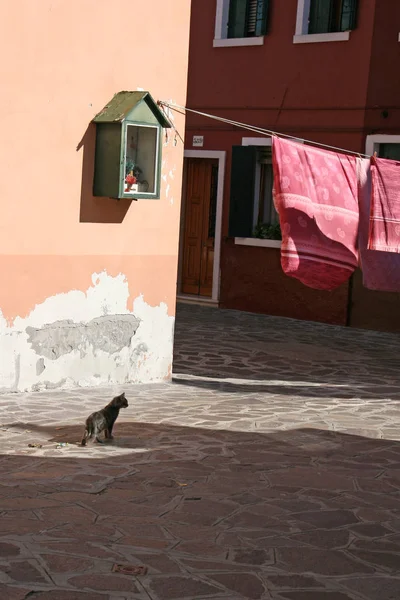 Burano adasında kedi