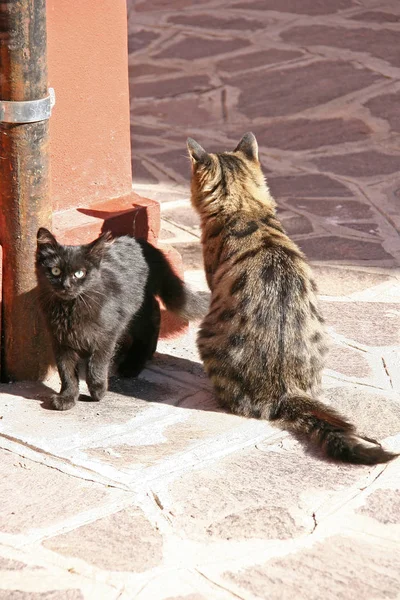 Katter på ön Burano — Stockfoto