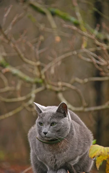 Sad cat in autumn landscape — Stock Photo, Image