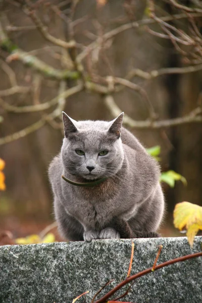 Грустная кошка в осеннем пейзаже — стоковое фото