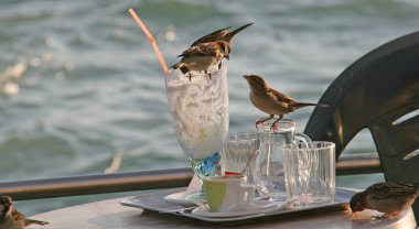 Venedik açık hava restoranında serçeler