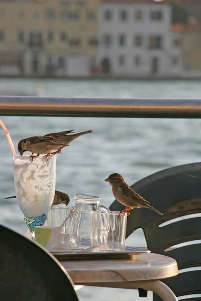 Venedik açık hava restoranında serçeler