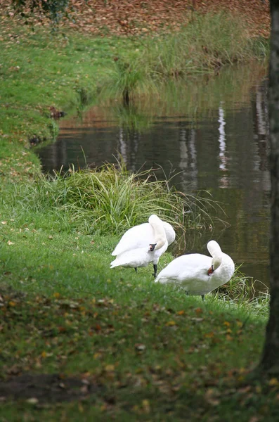 Cisnes en la hierba — Foto de Stock