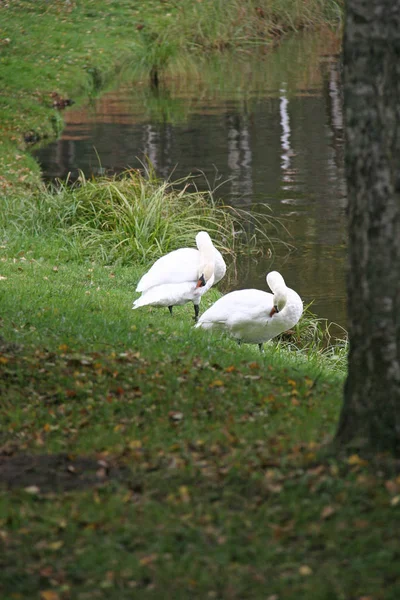 Cisnes en la hierba — Foto de Stock