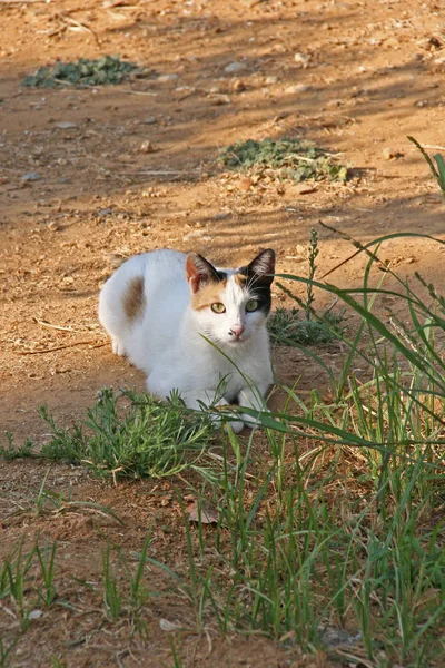 Ung katt på Kreta — Stockfoto