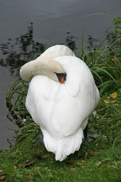 Schlafender Schwan — Stockfoto