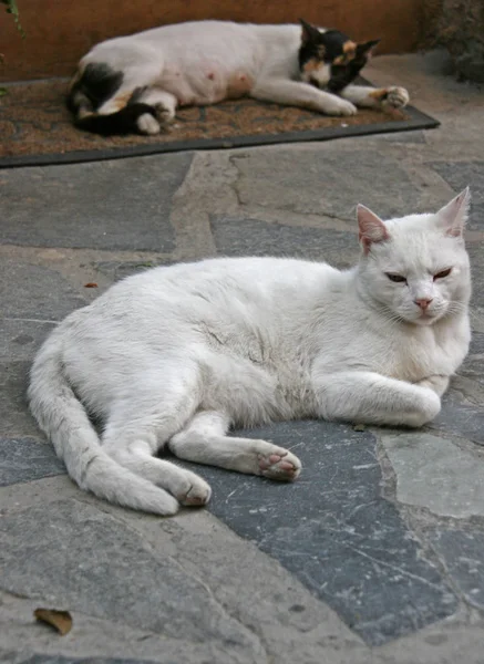 Katter i kretensiska byn, Grekland — Stockfoto