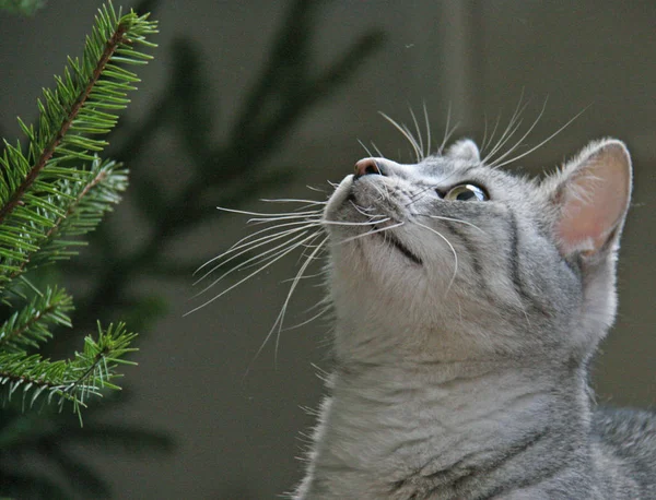 Любопытный котенок и елка — стоковое фото