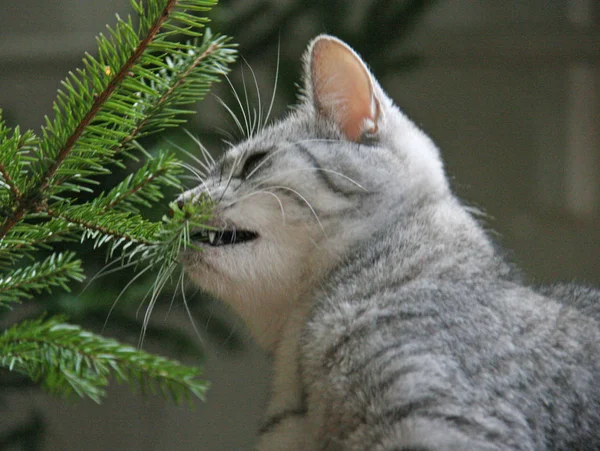 Nyfiken kattunge och julgran — Stockfoto