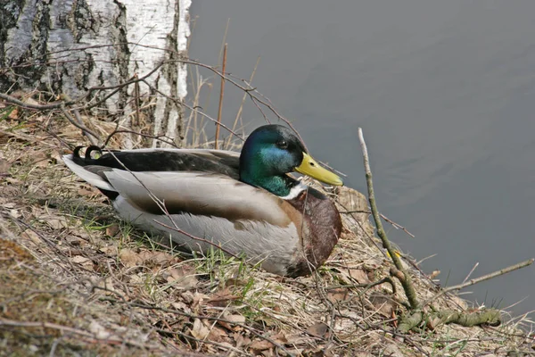 Pato en el lago en Druskininkai — Foto de Stock