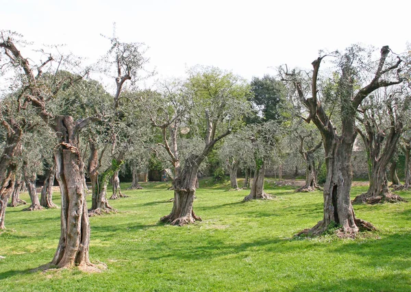 Park of Monastery of Cimiez in Nice — Stock Photo, Image