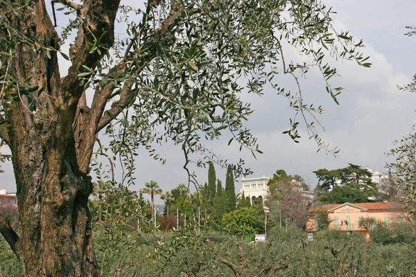 Parque del Monasterio de Cimiez en Niza — Foto de Stock