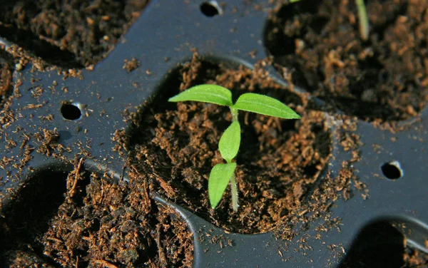 Jardinagem em casa — Fotografia de Stock