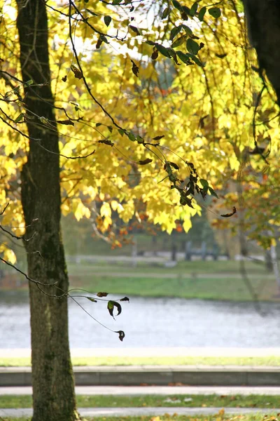 Vista Parque Lago Druskininkai Resort Lituânia Outono — Fotografia de Stock