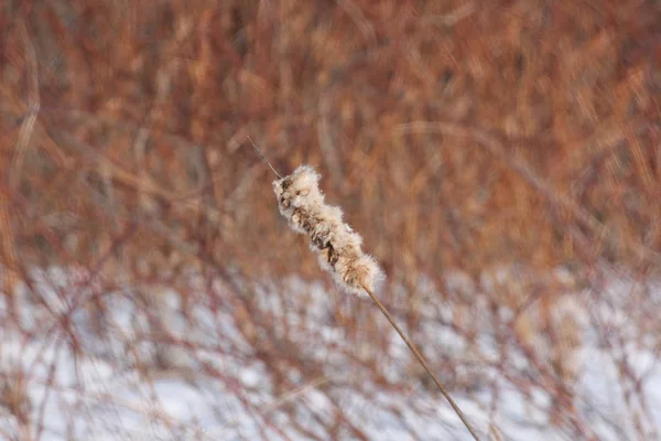 Cattail en invierno (Typha ) —  Fotos de Stock
