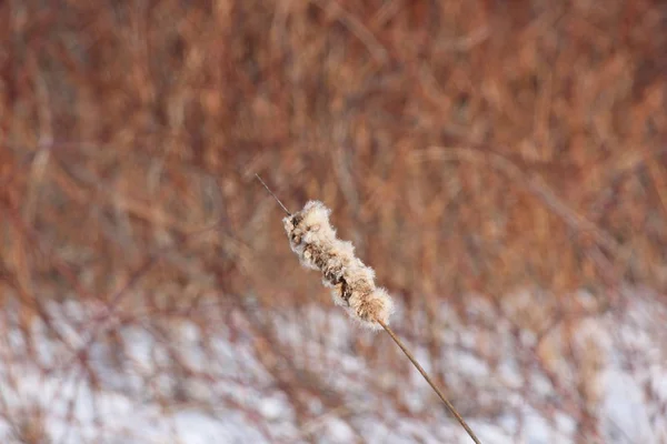 Bredkaveldun (Typha vintern) — Stockfoto