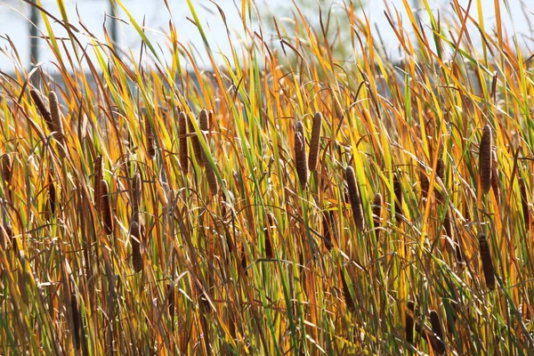 Cattails i våtmark (Typha) — Stockfoto