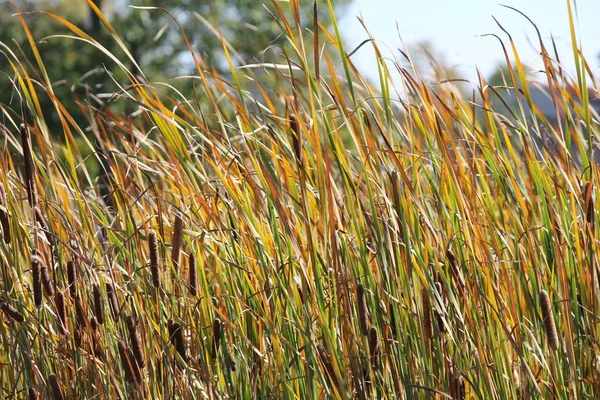 Rohrkolben in Feuchtgebieten (Typha)) — Stockfoto