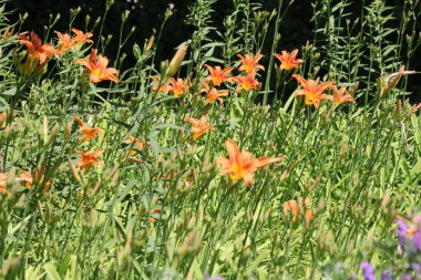  Daylily, Orange (Hemerocallis)