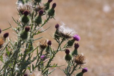 Boğa thistle, cirsium vulgare