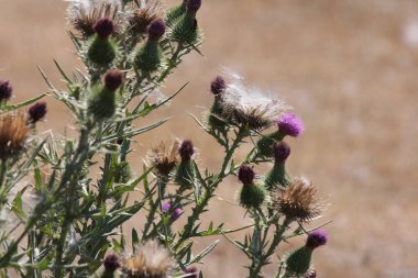 Boğa thistle, cirsium vulgare