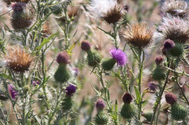 Boğa thistle, cirsium vulgare