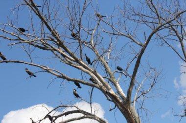 Karabatak, Çift Tepeli (Phalacrocorax auritus)
