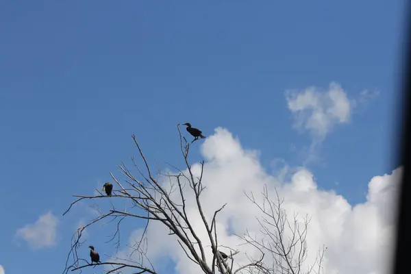 Cormorão de crista dupla (Phalacrocorax auritus ) — Fotografia de Stock