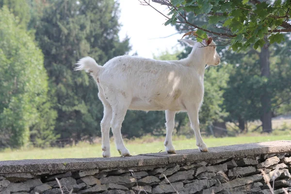 Chèvre sur pierre Wal — Photo