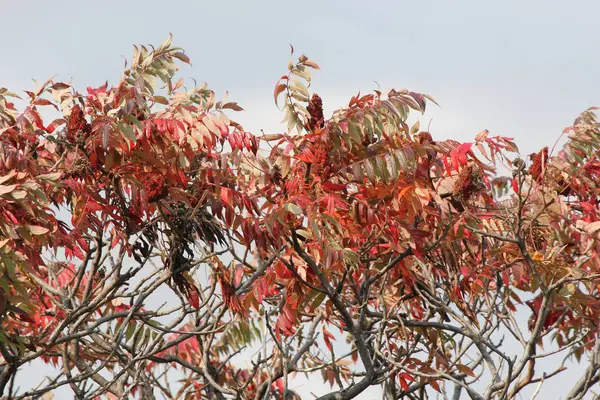 Škumpy (Rhus typhina Staghorn) — Stock fotografie