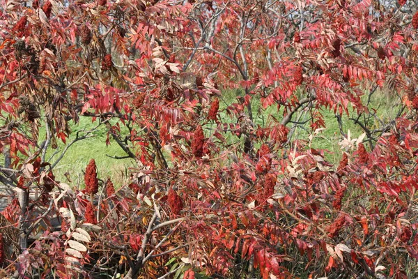 Sumac, Staghorn (Rhus typhina) ) — Foto de Stock