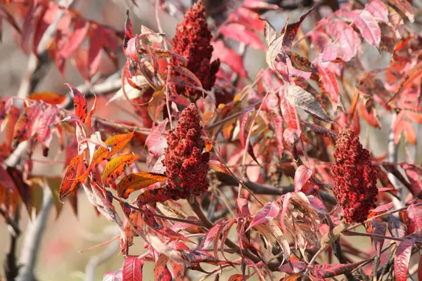 Sumac, Staghorn (Rhus typhina) ) — Foto de Stock