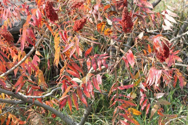 Sumak, Staghorn (Rhus typhina) — Stok fotoğraf