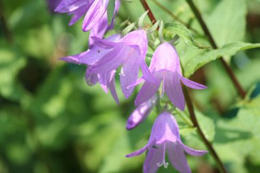 Sürünen Bellflower, (çan çiçeği rapunculoides) 
