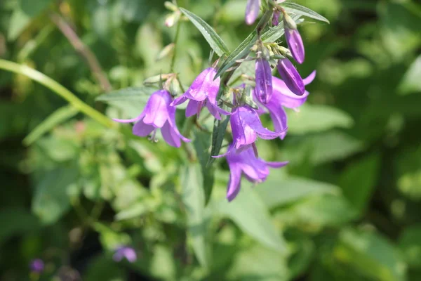 Bellflower, Creeping (Campanula rapunculoides) — Stock Photo, Image