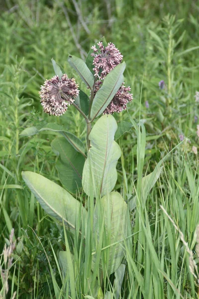 Selyemkóró-Asclepias syriaca (virágzás) — Stock Fotó