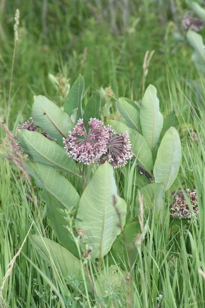 Süt çocuğu, Asclepias syriaca (çiçekli) — Stok fotoğraf