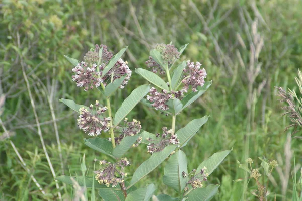 Süt çocuğu, Asclepias syriaca (çiçekli) — Stok fotoğraf