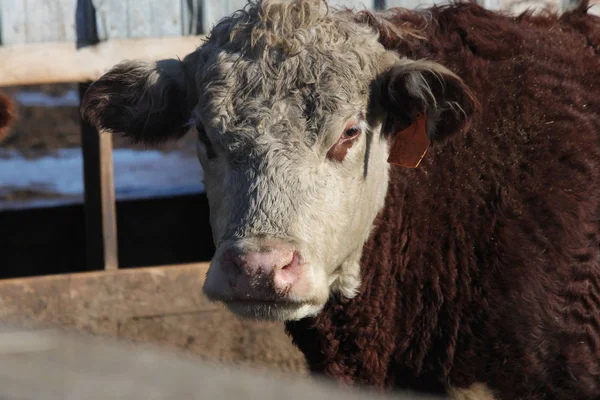 Vaca en la pluma de retención Imagen De Stock